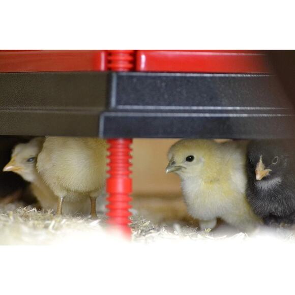 10x10" Chick Brooder Heating Plate - Adjustable Heights - Safer Than Heat Lamps - Picture 10 of 10